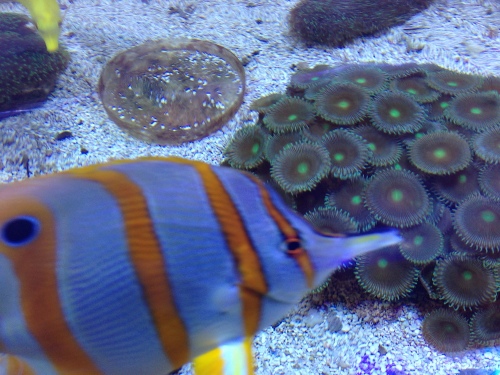Aquarium LED experiment, study, best aquarium LED