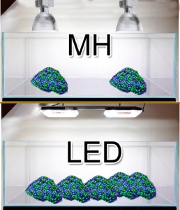 LED versus MH, spawning, experiment